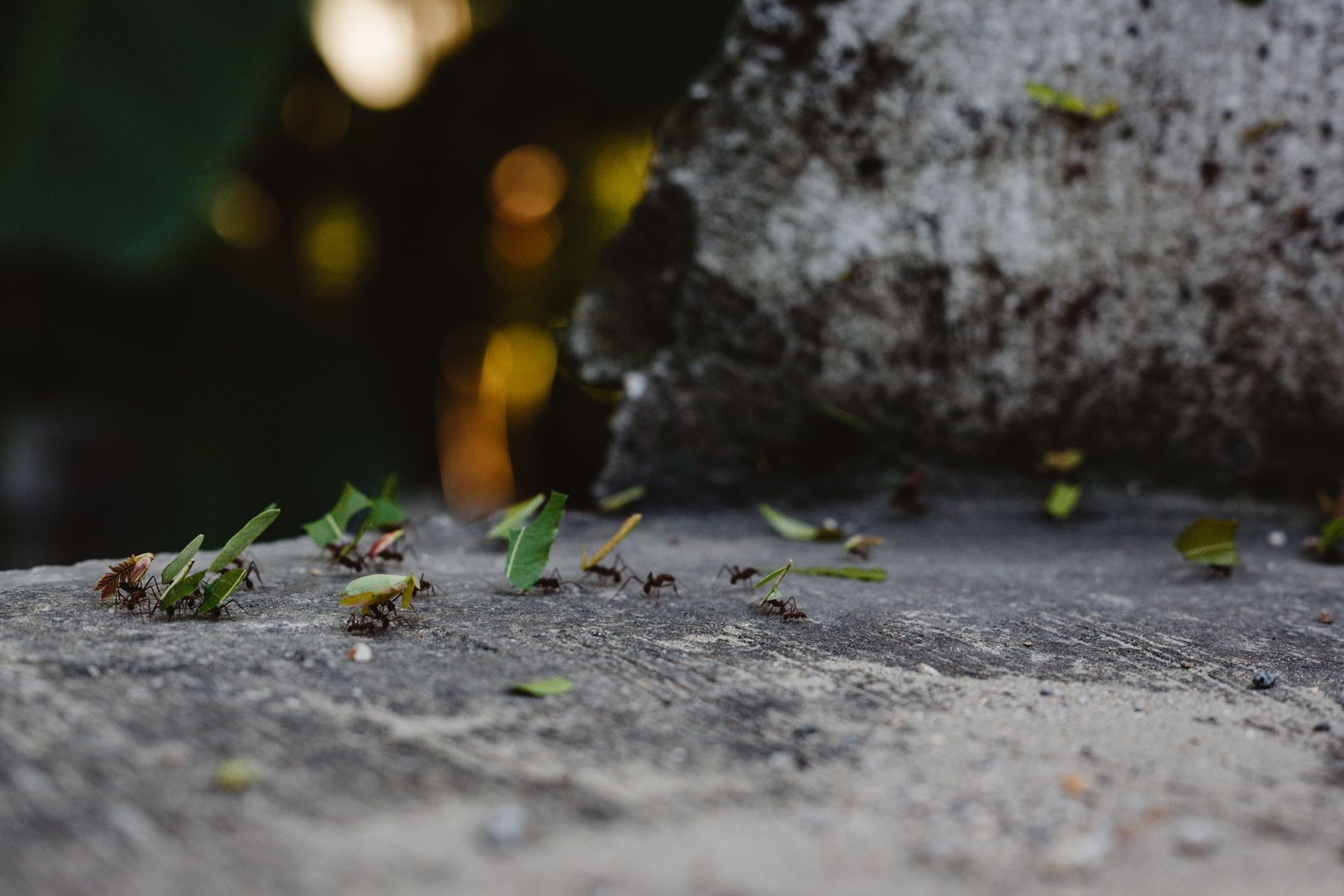 Ant Control in Buckeye AZ