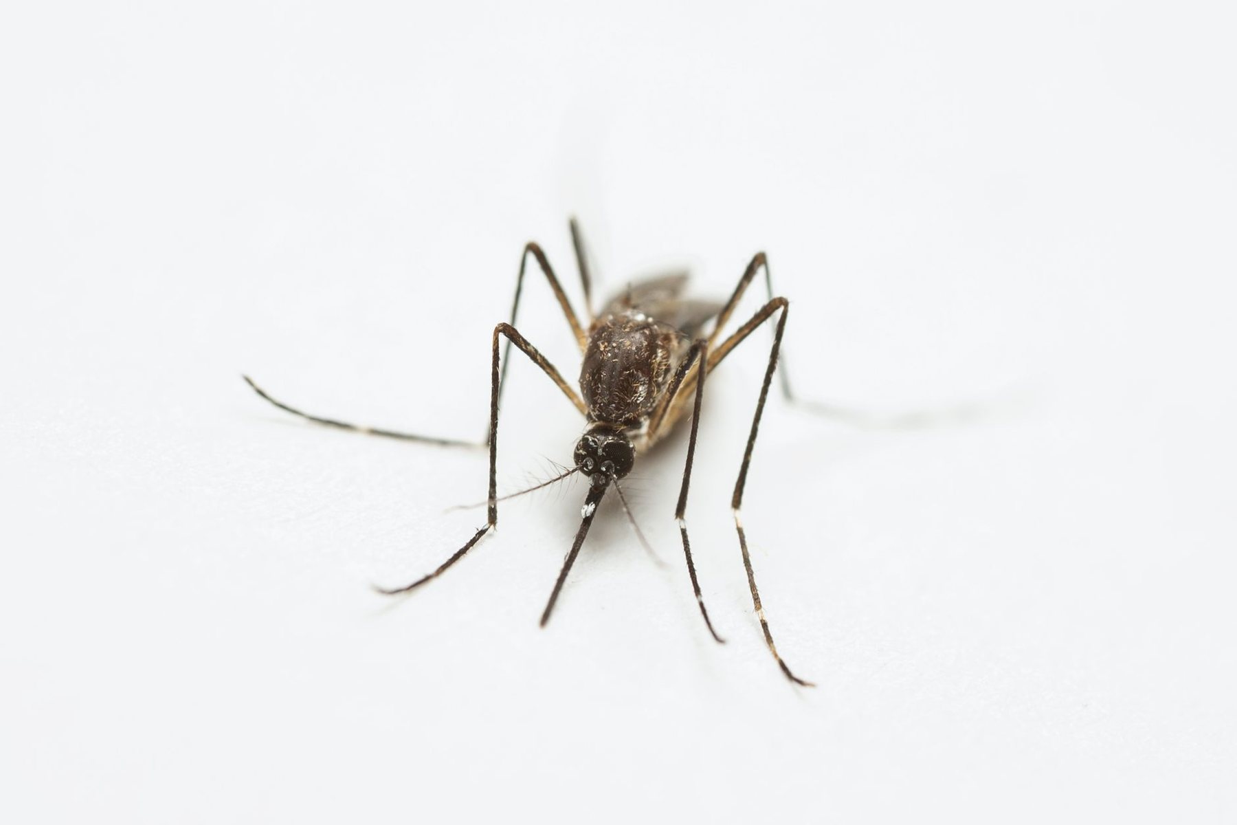 Mosquito Control in Buckeye AZ